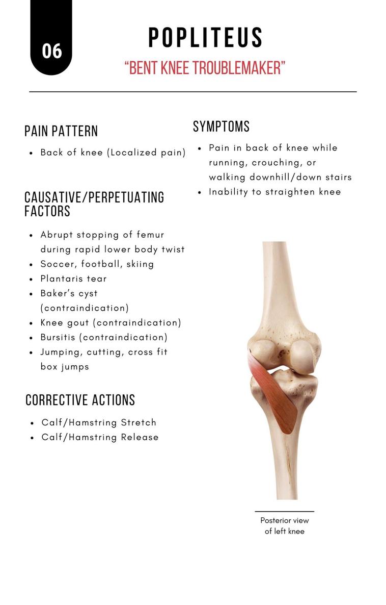 A Bodyworkers Guide to Soft Tissue Pain Patterns - photo 11