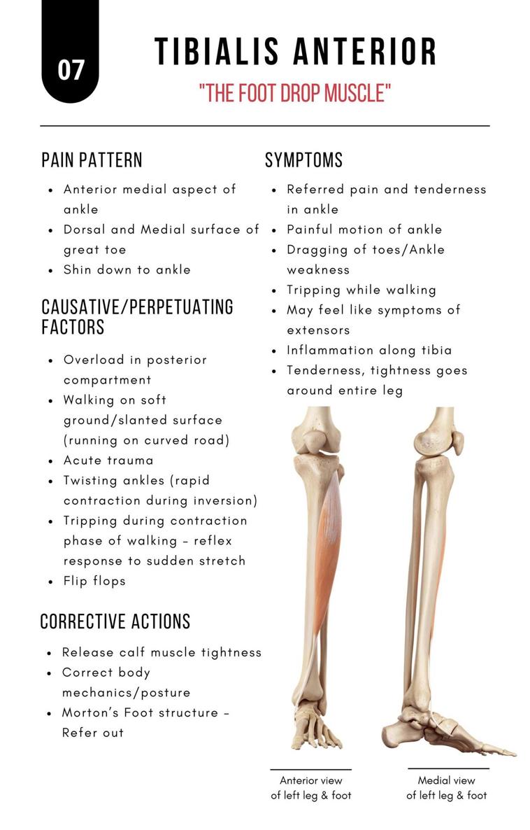 A Bodyworkers Guide to Soft Tissue Pain Patterns - photo 12