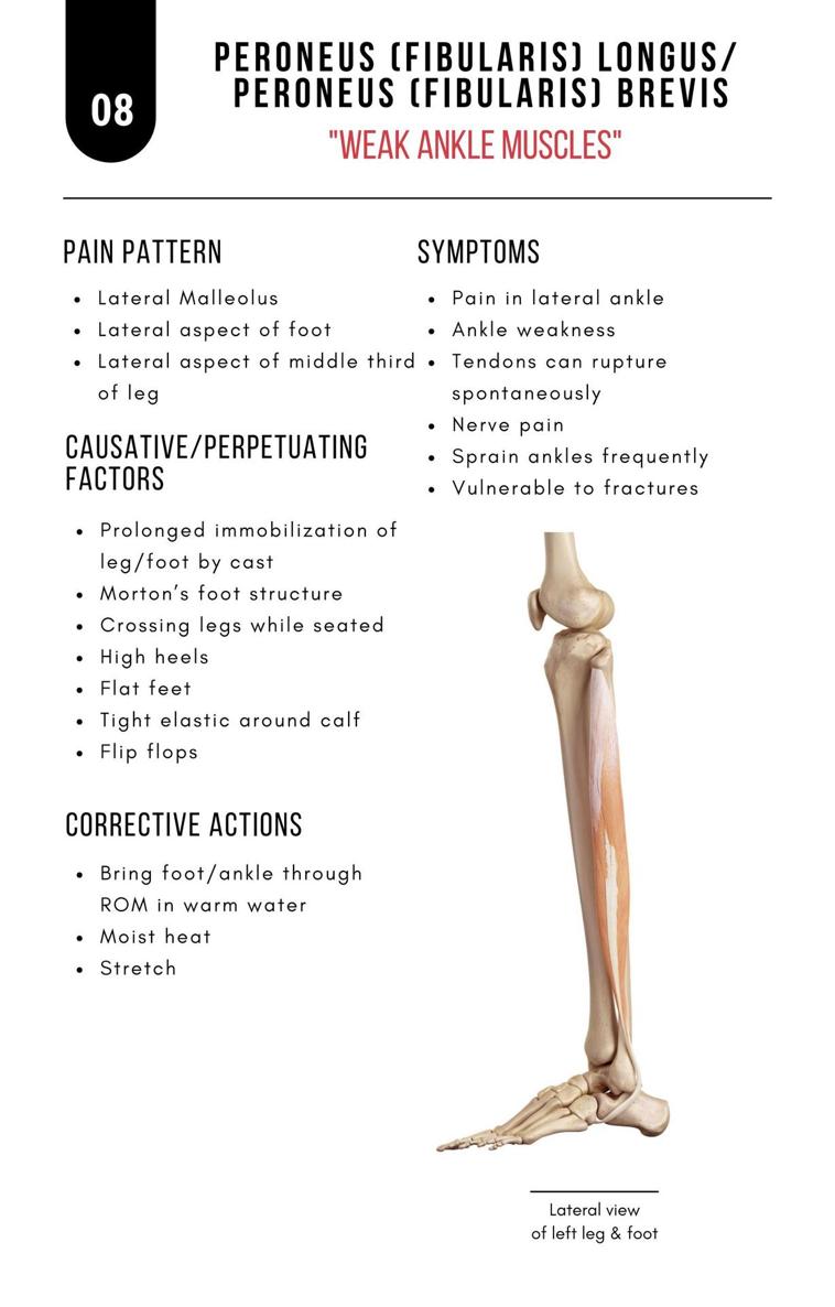 A Bodyworkers Guide to Soft Tissue Pain Patterns - photo 13