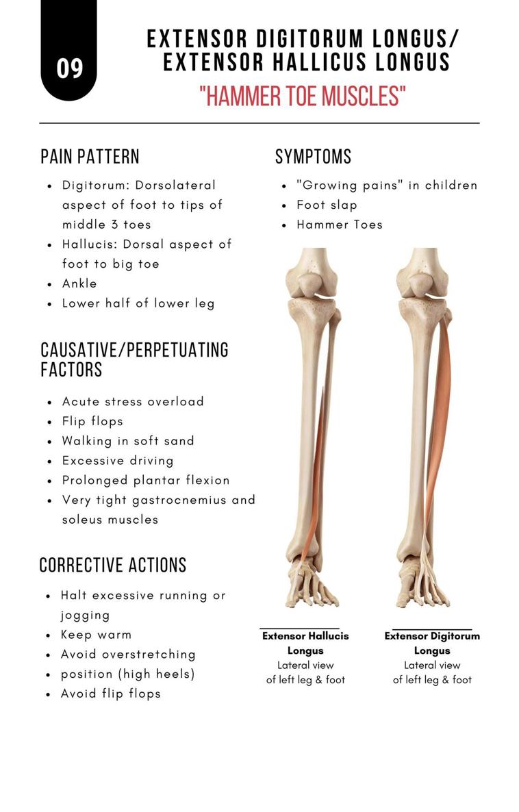 A Bodyworkers Guide to Soft Tissue Pain Patterns - photo 14