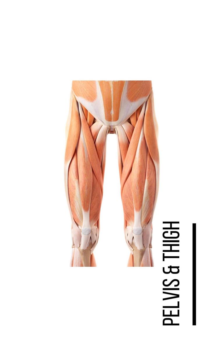 A Bodyworkers Guide to Soft Tissue Pain Patterns - photo 15