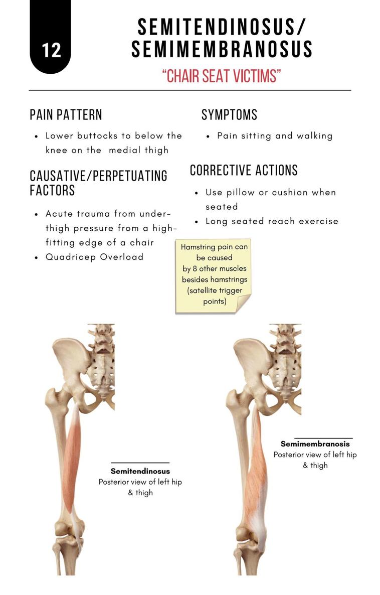 A Bodyworkers Guide to Soft Tissue Pain Patterns - photo 17