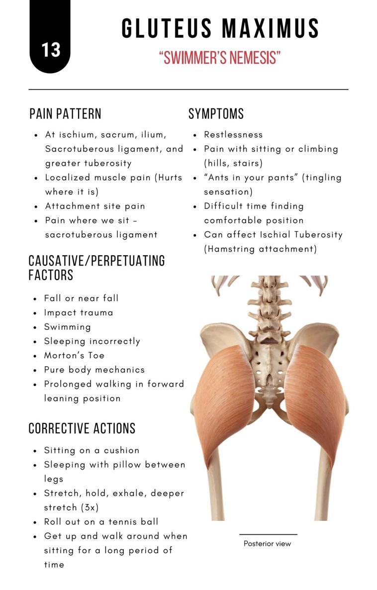 A Bodyworkers Guide to Soft Tissue Pain Patterns - photo 18