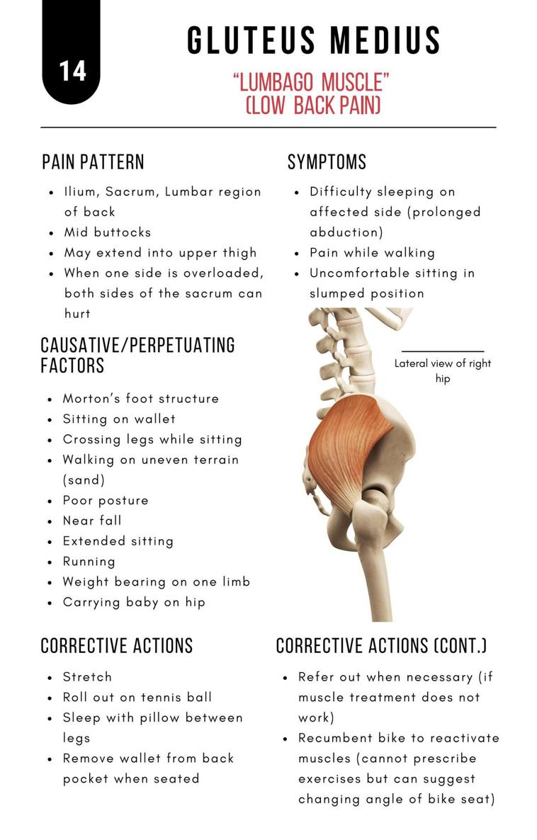 A Bodyworkers Guide to Soft Tissue Pain Patterns - photo 19