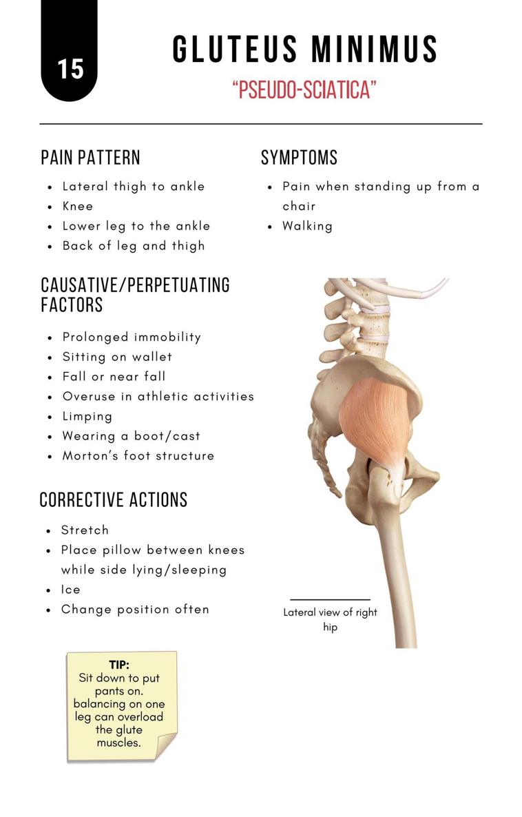 A Bodyworkers Guide to Soft Tissue Pain Patterns - photo 20