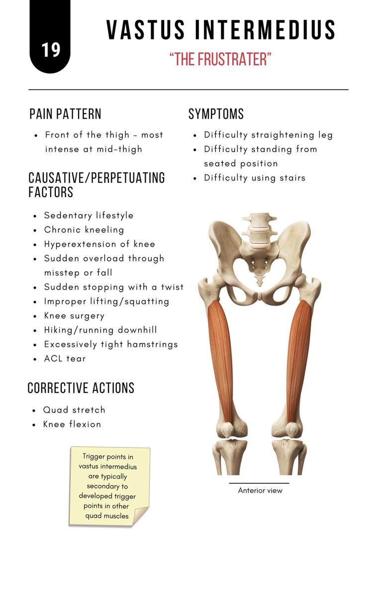 A Bodyworkers Guide to Soft Tissue Pain Patterns - photo 24