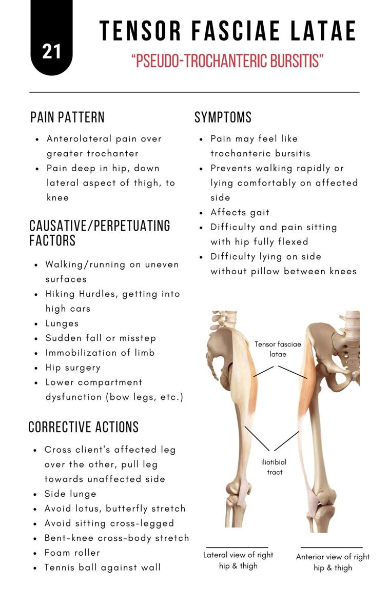 A Bodyworkers Guide to Soft Tissue Pain Patterns - photo 26