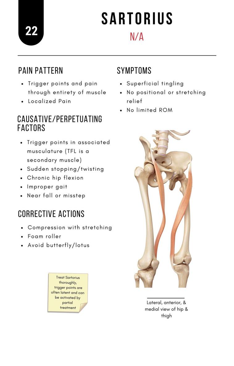 A Bodyworkers Guide to Soft Tissue Pain Patterns - photo 27