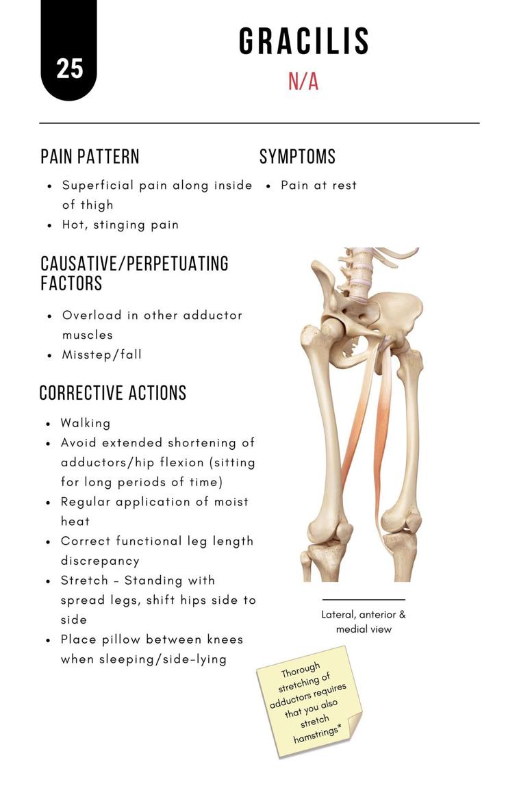 A Bodyworkers Guide to Soft Tissue Pain Patterns - photo 30