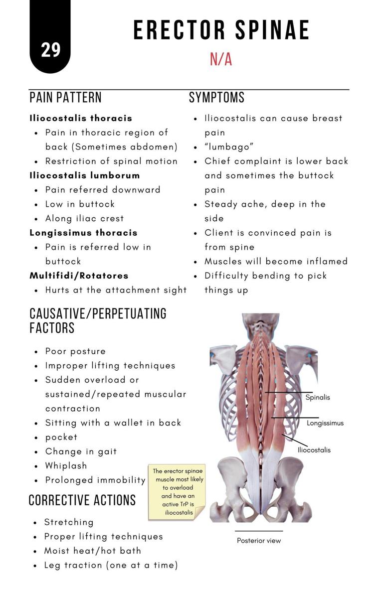 A Bodyworkers Guide to Soft Tissue Pain Patterns - photo 34