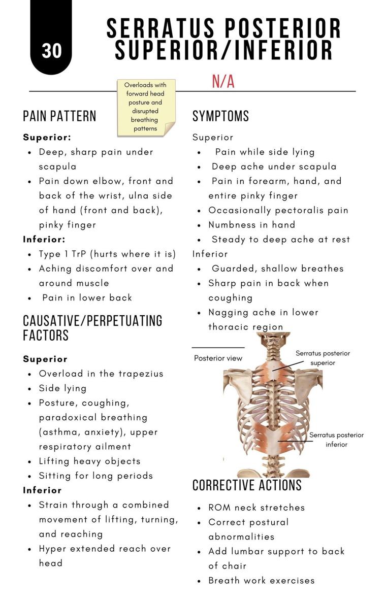 A Bodyworkers Guide to Soft Tissue Pain Patterns - photo 35