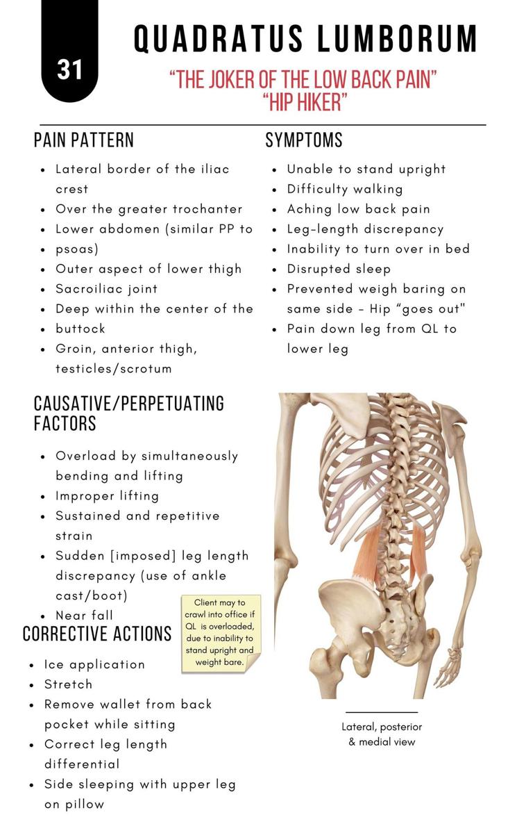 A Bodyworkers Guide to Soft Tissue Pain Patterns - photo 36