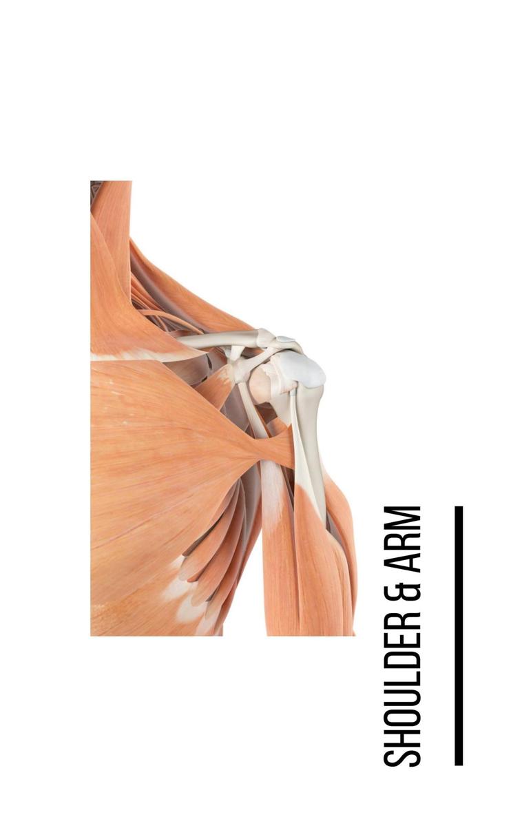 A Bodyworkers Guide to Soft Tissue Pain Patterns - photo 37