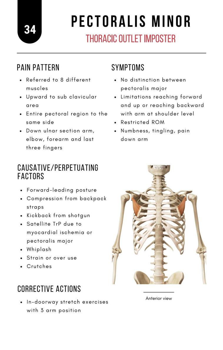 A Bodyworkers Guide to Soft Tissue Pain Patterns - photo 39