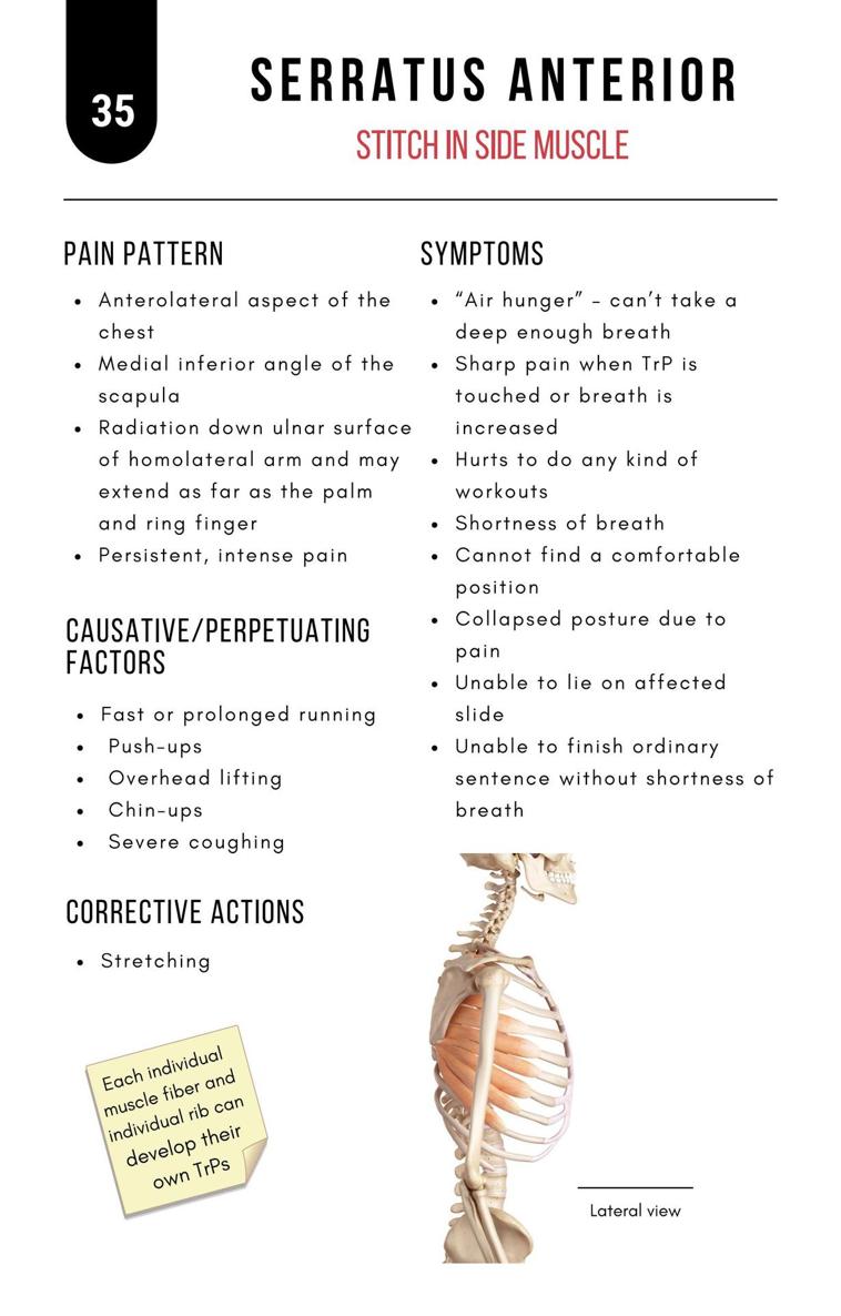 A Bodyworkers Guide to Soft Tissue Pain Patterns - photo 40