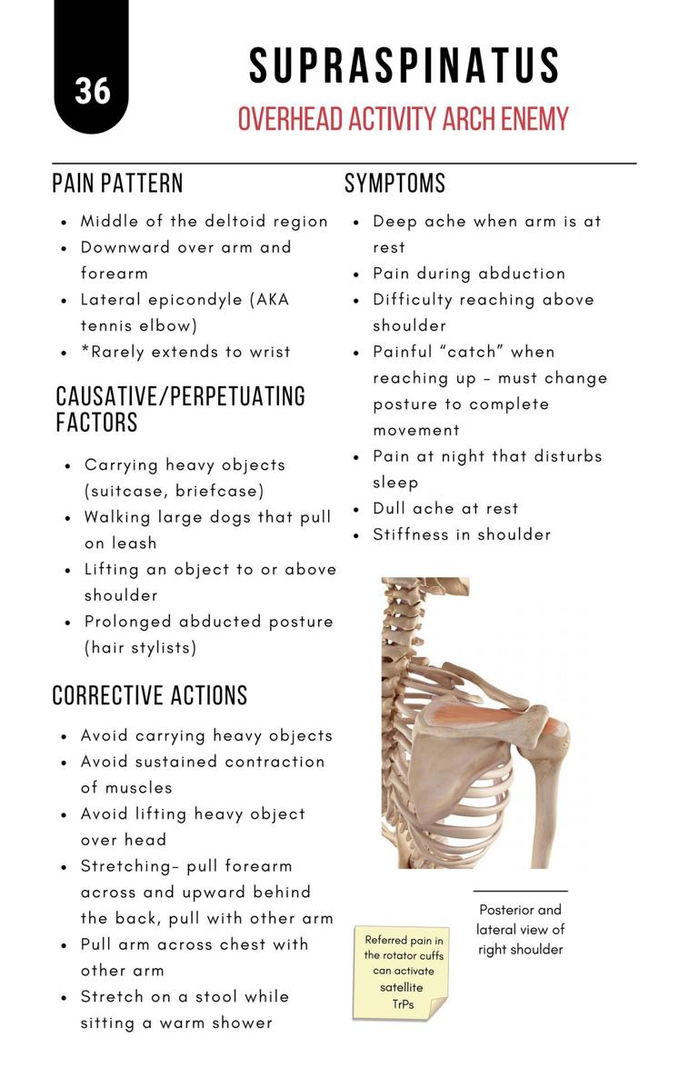 A Bodyworkers Guide to Soft Tissue Pain Patterns - photo 41