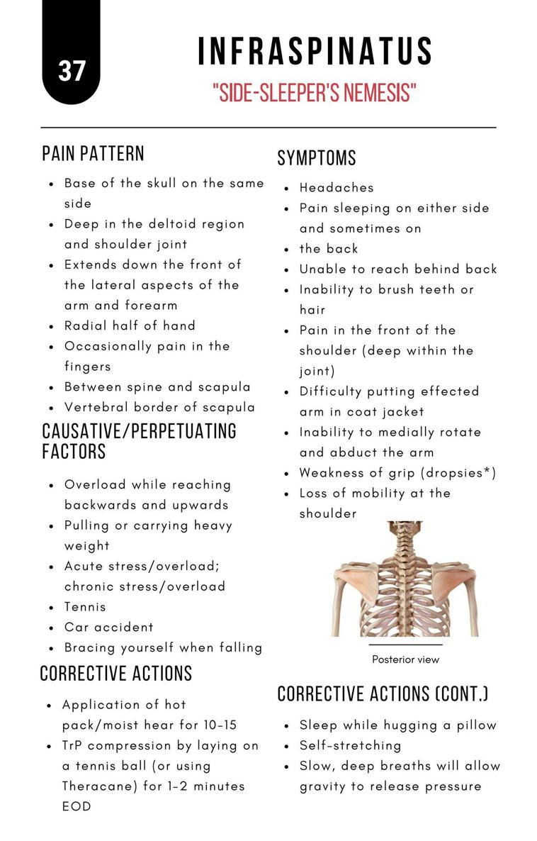 A Bodyworkers Guide to Soft Tissue Pain Patterns - photo 42