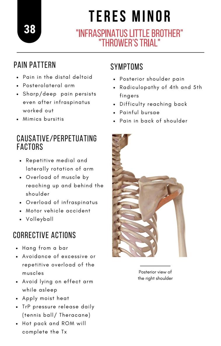 A Bodyworkers Guide to Soft Tissue Pain Patterns - photo 43