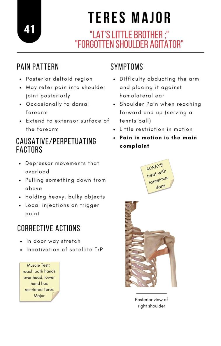 A Bodyworkers Guide to Soft Tissue Pain Patterns - photo 46