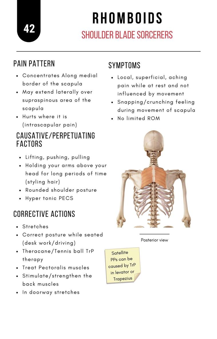 A Bodyworkers Guide to Soft Tissue Pain Patterns - photo 47