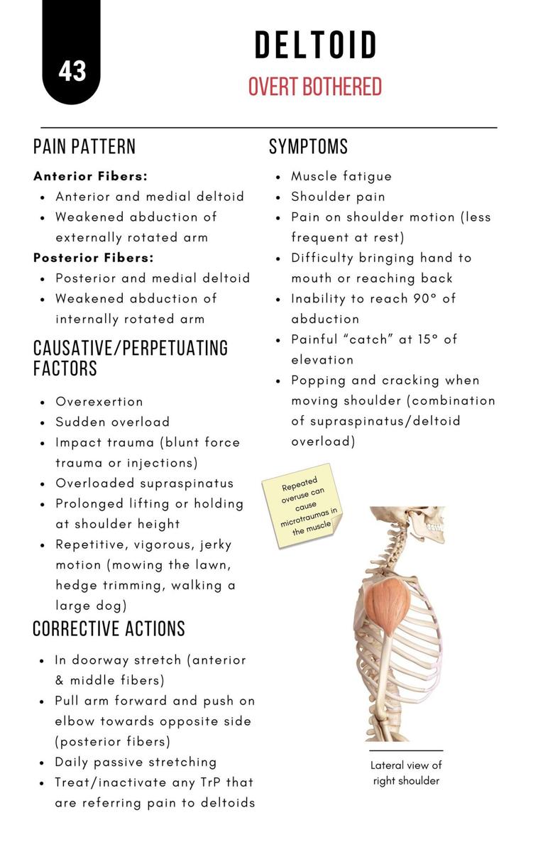 A Bodyworkers Guide to Soft Tissue Pain Patterns - photo 48