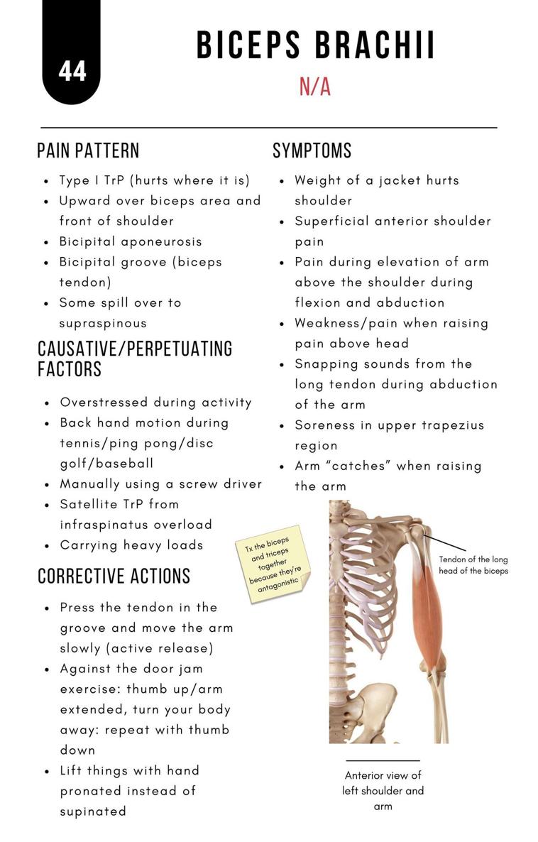 A Bodyworkers Guide to Soft Tissue Pain Patterns - photo 49