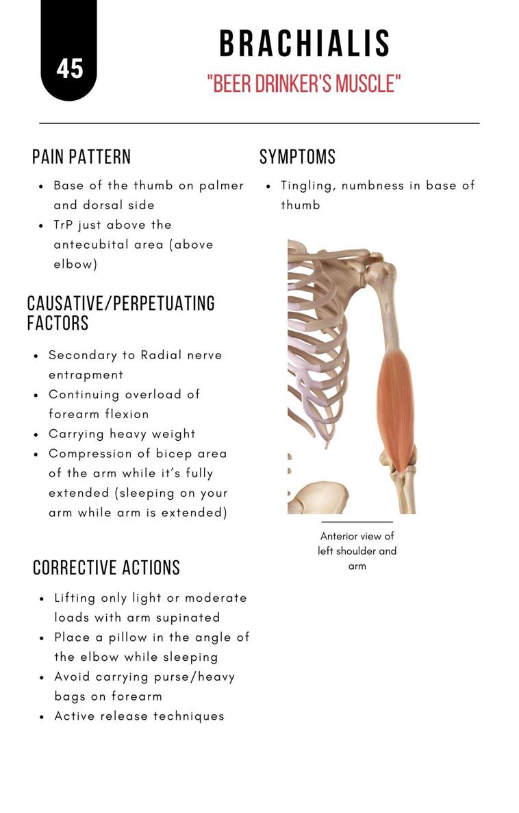 A Bodyworkers Guide to Soft Tissue Pain Patterns - photo 50