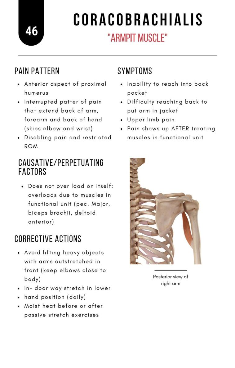 A Bodyworkers Guide to Soft Tissue Pain Patterns - photo 51