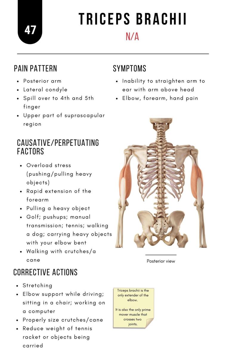 A Bodyworkers Guide to Soft Tissue Pain Patterns - photo 52