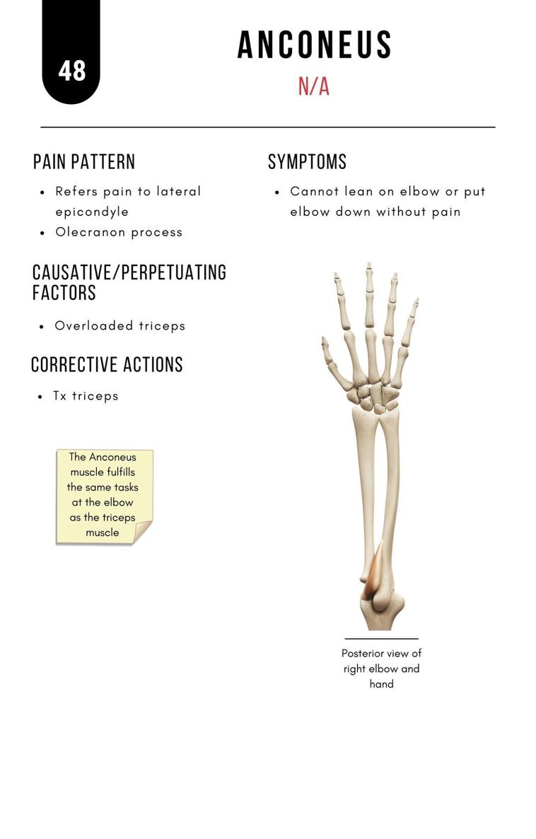 A Bodyworkers Guide to Soft Tissue Pain Patterns - photo 53