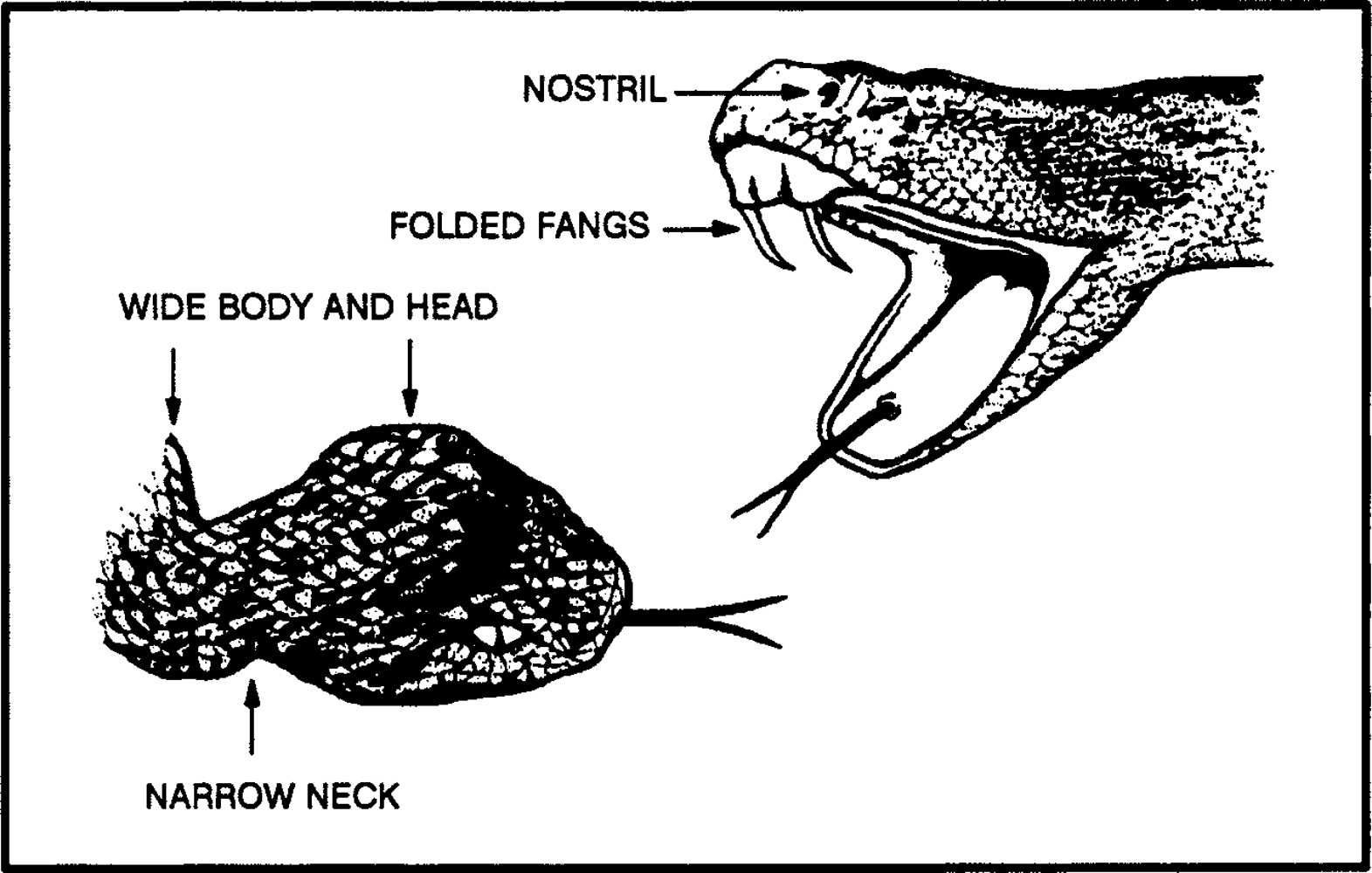 Figure 3 Positive identification of vipers The fangs of this group of snakes - photo 6