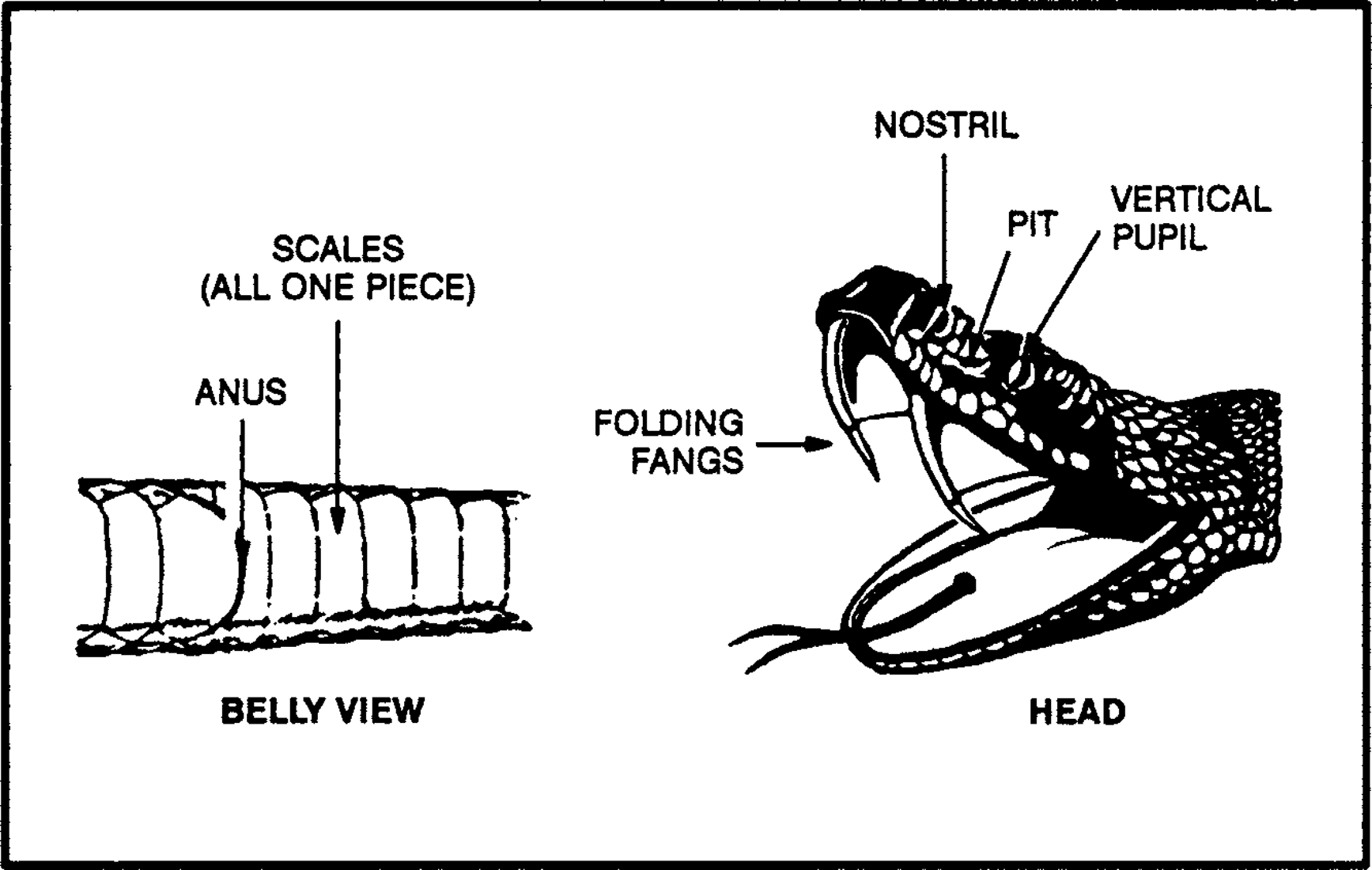 Figure 4 Positive identification of pit vipers India has about 12 species of - photo 7