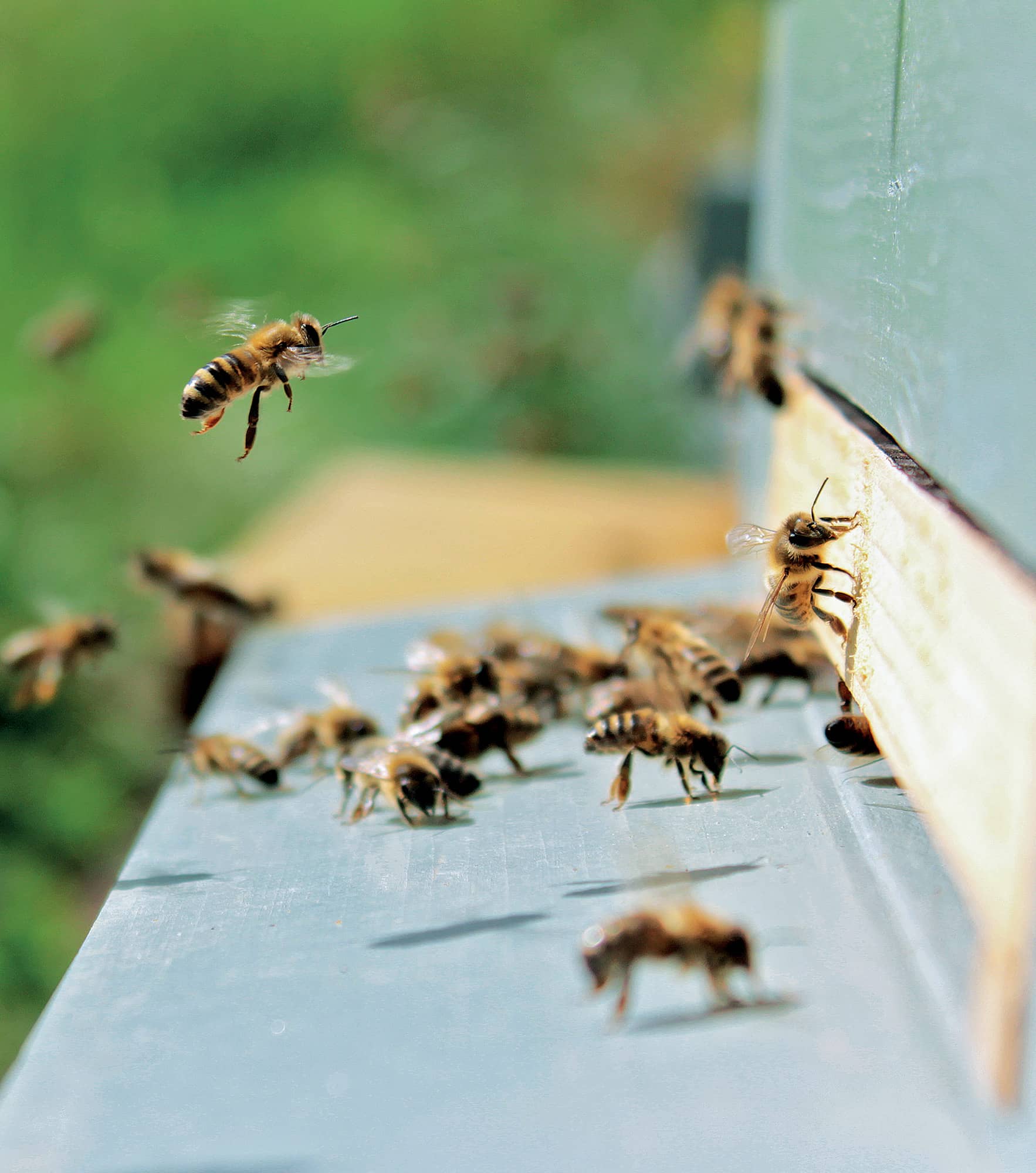 Introduction H i Im Stephanie the Benevolent Bee Im a beekeeper - photo 5