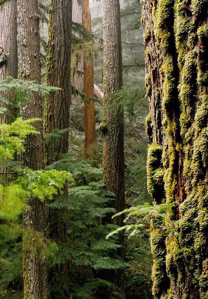 Daniel Mathews CASCADIA REVEALED A GUIDE to the PLANTS ANIMALS GEOLOGY of - photo 3