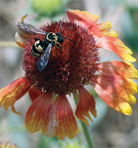 One example of a cuckoo bee a Triepeolus remigatus Kurt Schaefer A - photo 12