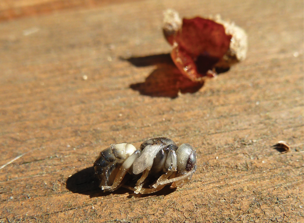 A new mason bee embryo just shy of completely mature Dave HunterCrown Bees - photo 25