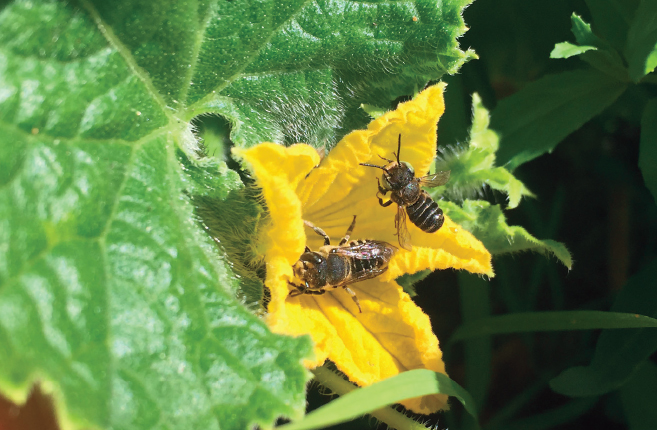 Alfalfa leafcutter bees in a vegetable bed female on the left male on the - photo 8