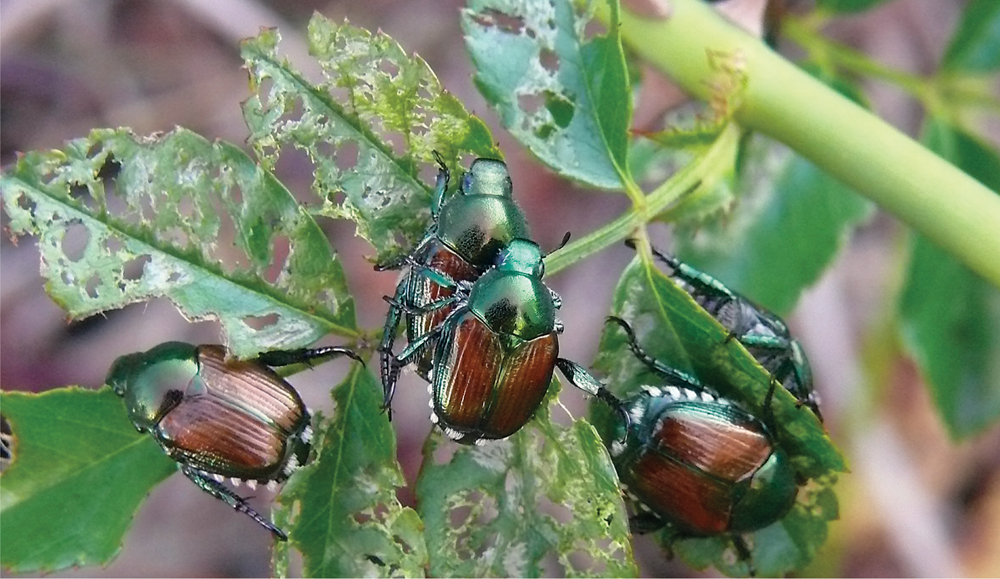 Japanese beetles are pests that are hard to love Lamba Wikimedia Commons - photo 22