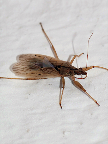 Welcome the beautiful lacewing to your yard its one of the many insects - photo 23