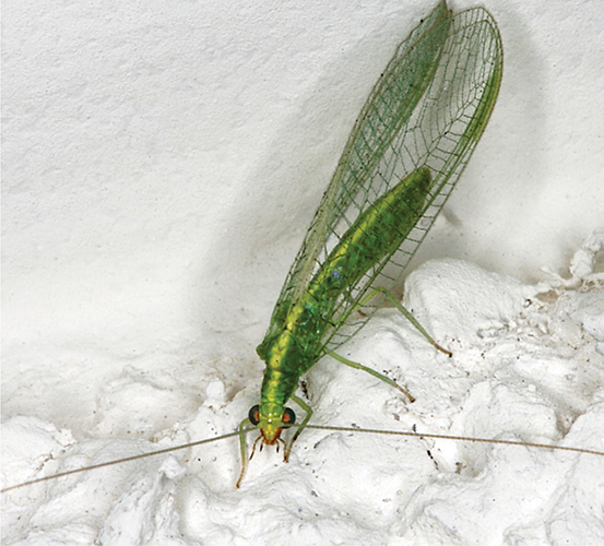 Loathe mosquitoes Encourage damselflies like the one shown here Alvesgaspar - photo 24