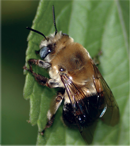 A digger bee Jerry Friedman Wikimedia Commons A carpenter bee Johnny - photo 13