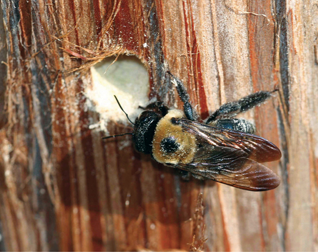 A carpenter bee Johnny N Dell Bugwoodorg A yellowjacket wasp Bob - photo 14