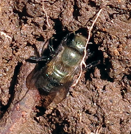 A mason bee mines the perfect mud for her nesting hole Wood trays are - photo 19