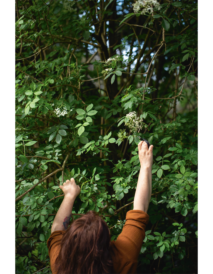 IN THE URBAN AND RURAL WILDERNESSES THERE IS AN ABUNDANCE OF FOOD JUST WAITING - photo 2