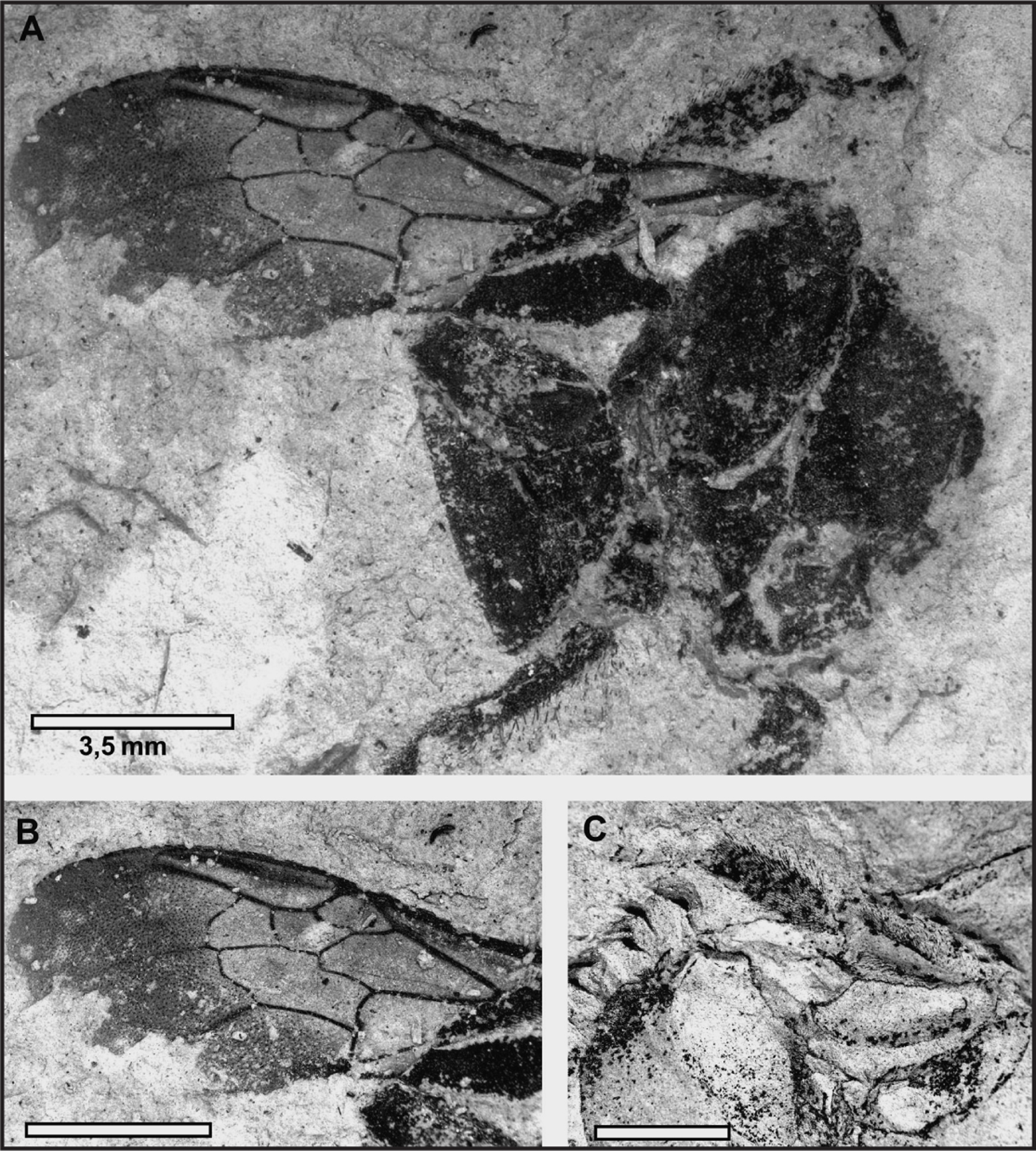 FIGURE 1-1 A fossil of Bombus cerdanyensis approximately 23 million to 5 - photo 6