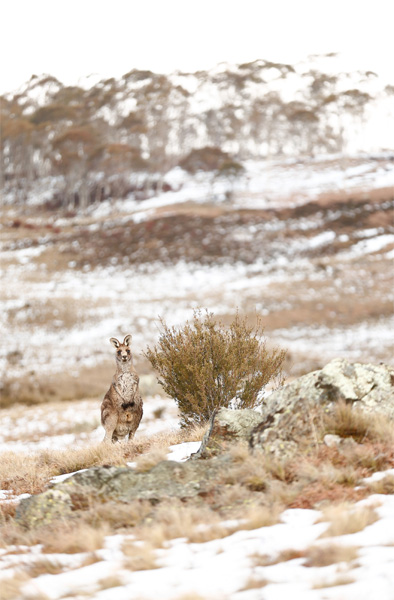 A kangaroo near a Brumby trap site in the Snowy Mountains INTRODUCTION Living - photo 7