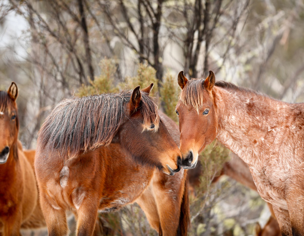 A herd of roan Brumbies near Long Plain Road in Kosciuszko National Park The - photo 8