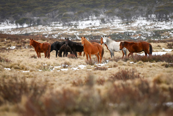 A herd of wild Brumbies near Kiandra in the Snowy Mountains Amanda me and - photo 9