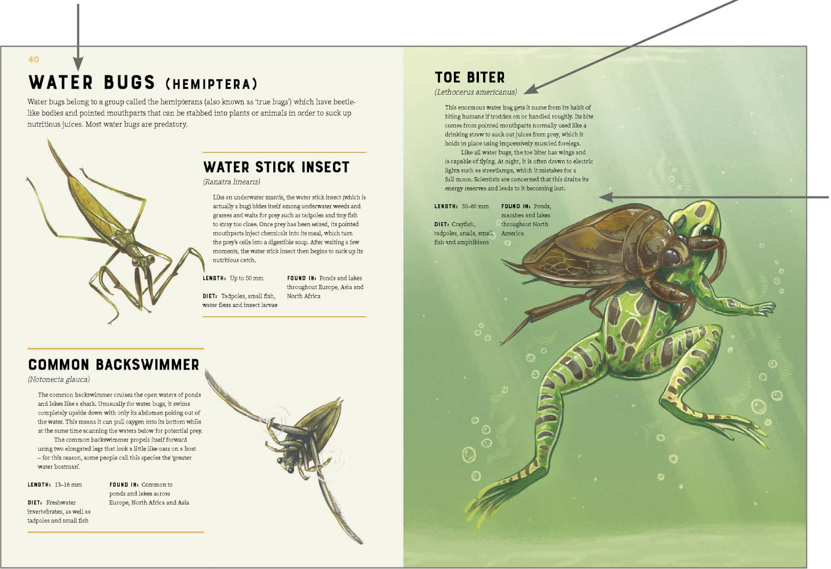 CHAPTER HEADER Learn about how the species on these pages are linked together - photo 4