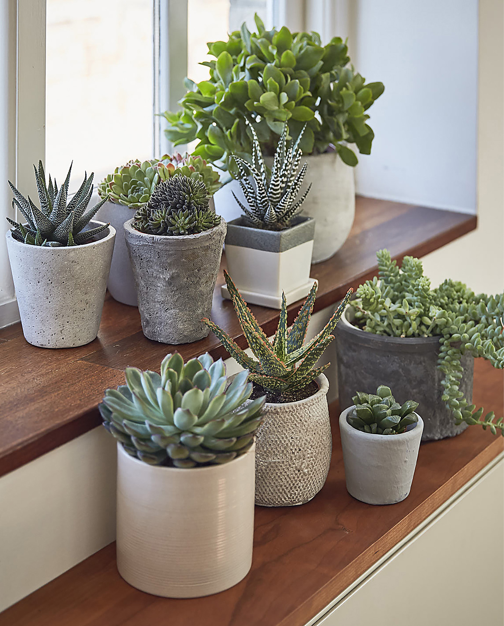 Smaller plants can make a big impact if displayed in a group Here - photo 4